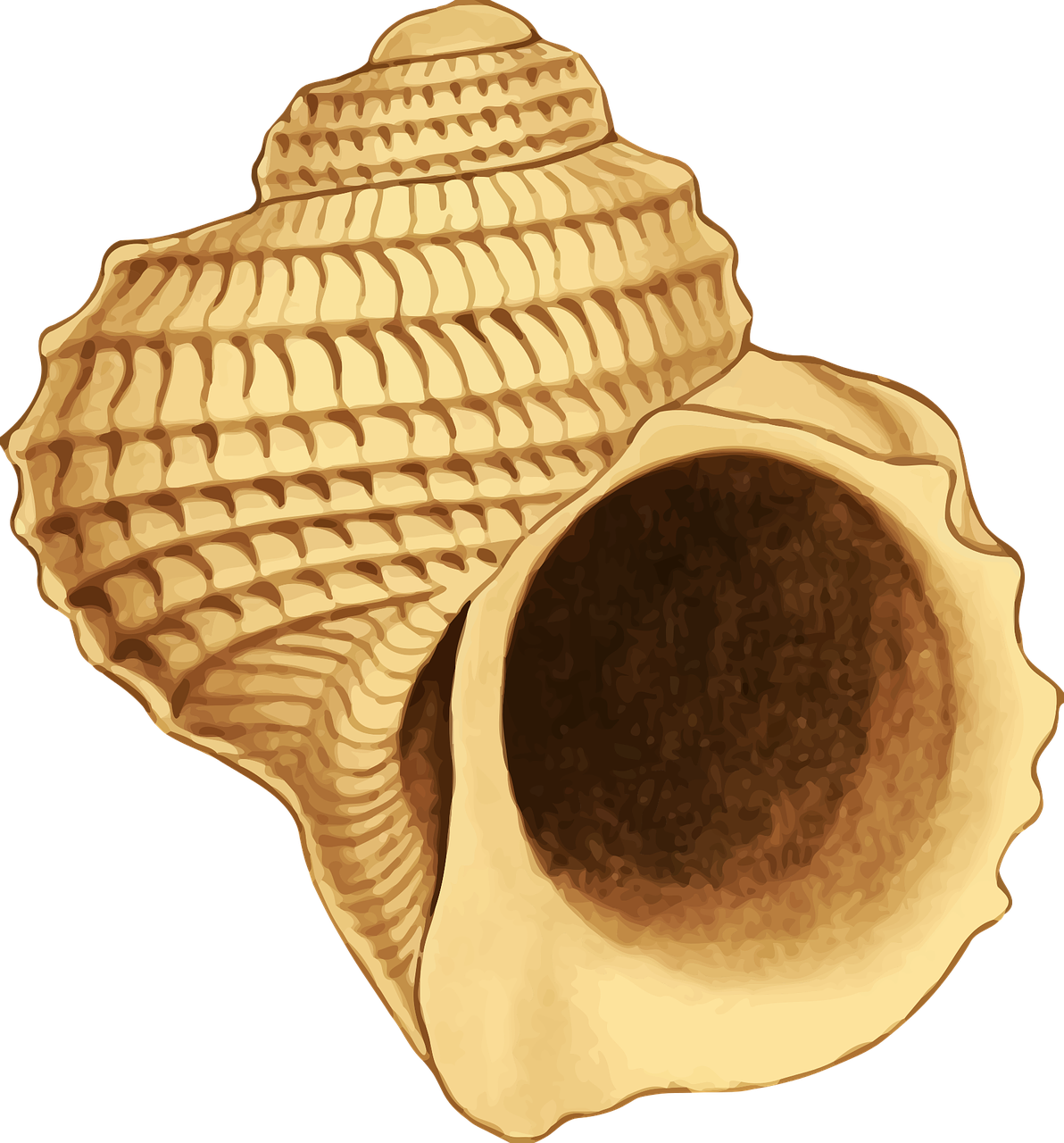 sea shell